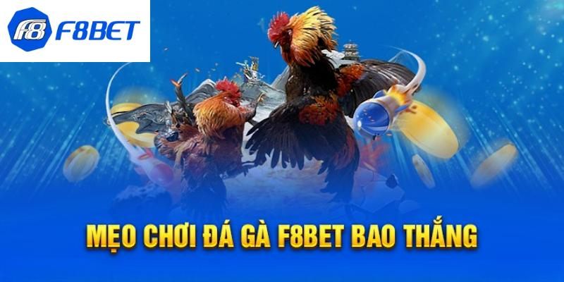 Bí quyết chơi đá gà F8BET với xác suất thắng cao nhất